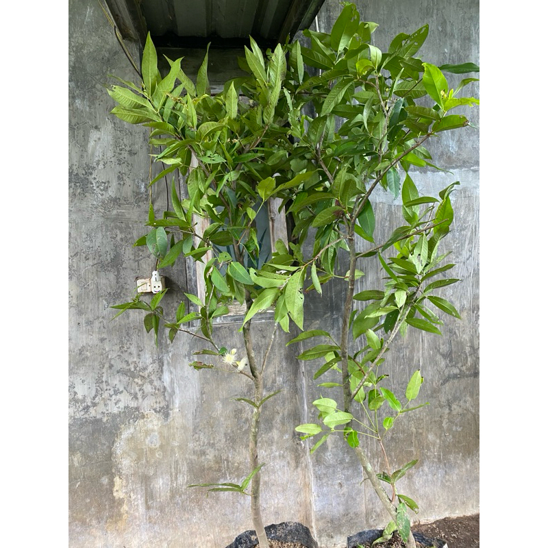 bibit jambu air kiojok kondisi sudah berbuah