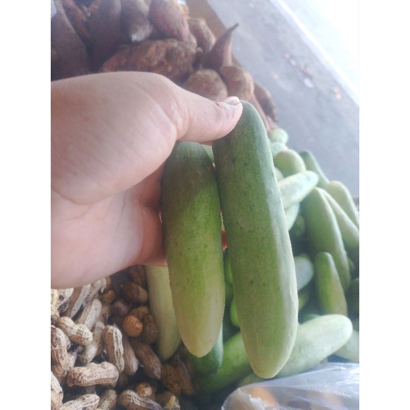 

bonteng
