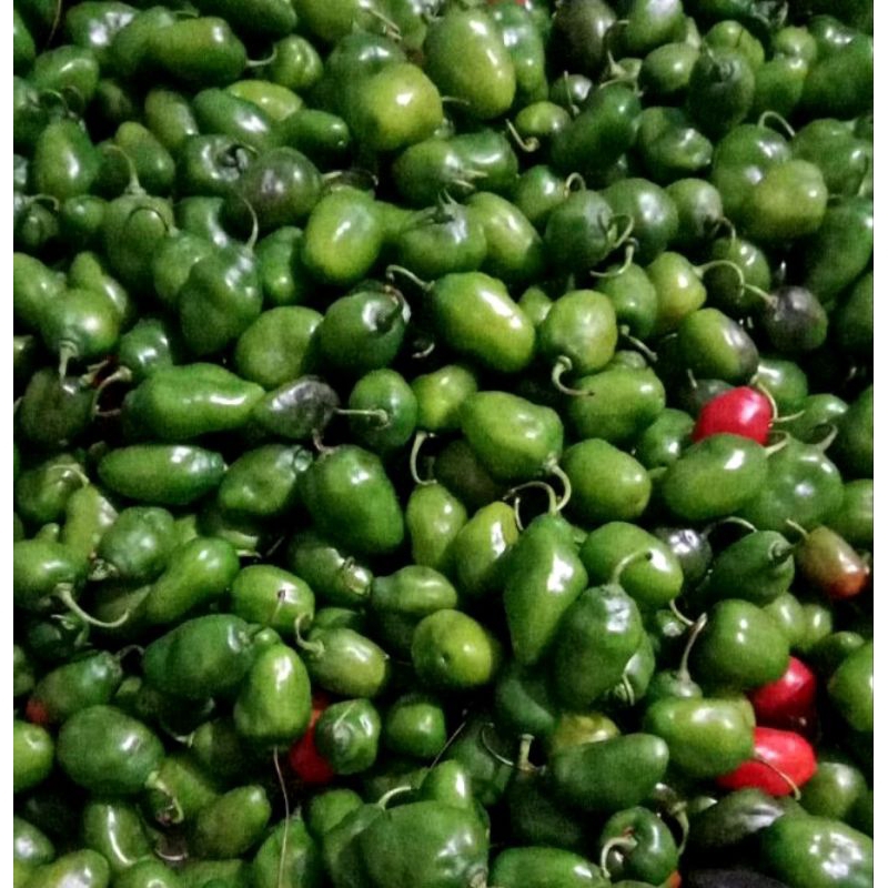 

Cabai Gendot Asli Dieng 1Kg Fress Promo