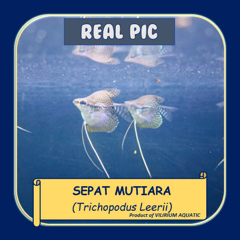 IKAN HIAS AIR TAWAR - SEPAT MUTIARA SHORT BODY / PEARL GOURAMI SHORT BODY / TRICHOPODUS LEERII [RARE