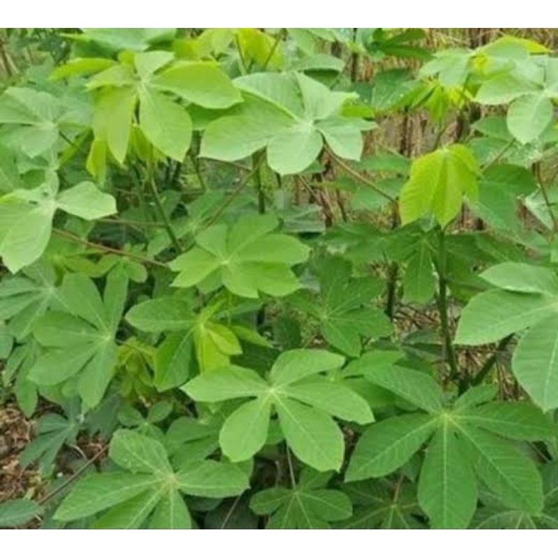 

Daun singkong karet segar organik 250 gram-az