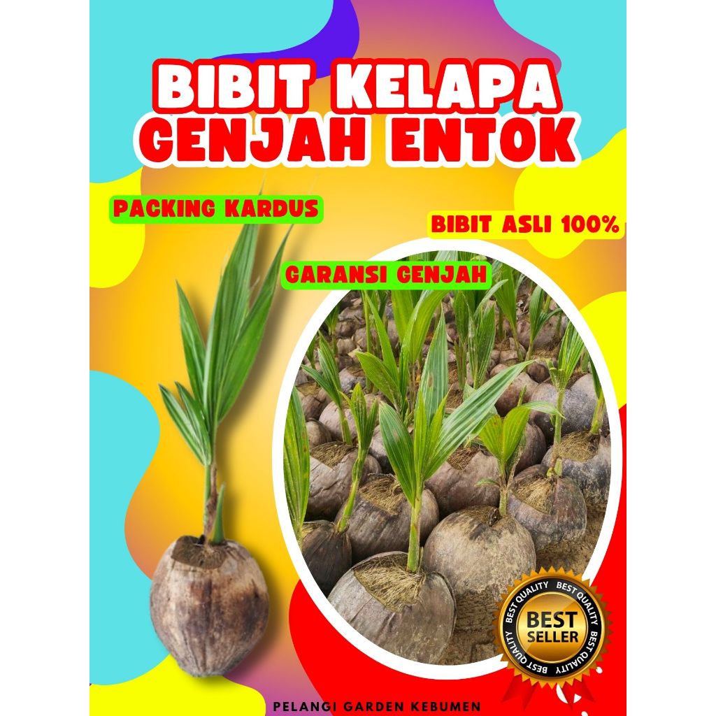 CEPAT PANEN.. Bibit Buah Kelapa Entok Genjah, Bibit Buah Kelapa Genjah Entok Super, Bibit Buah Kelap