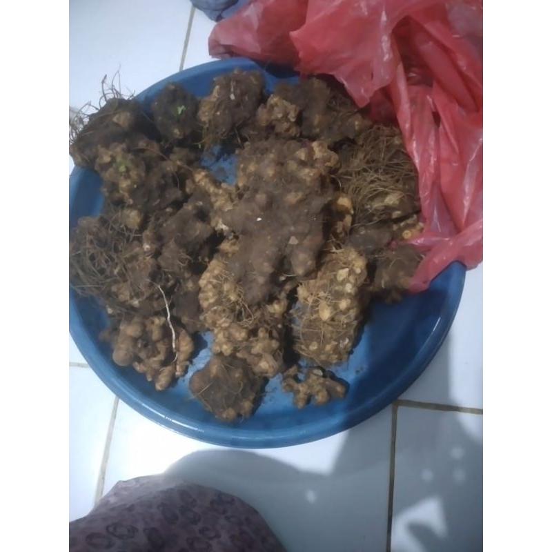 

umbi/ubi samsit/samcit