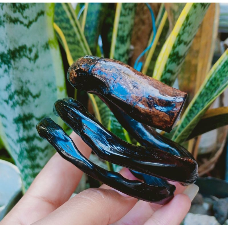 akar Bahar lilit hitam