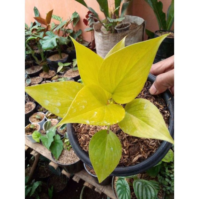 Bibit Tanaman Hias Homalomena Golden Yellow