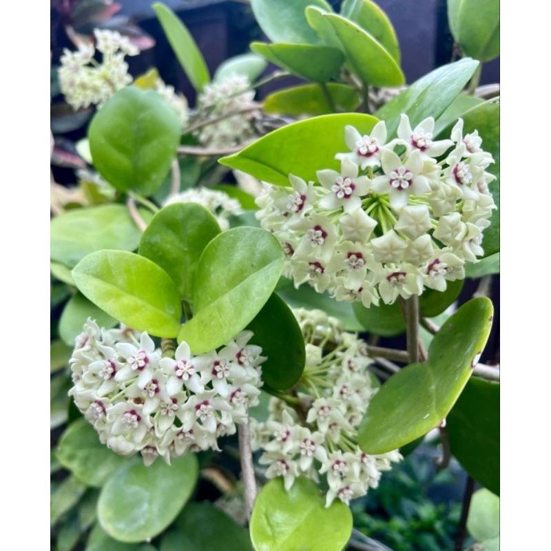 tanaman hias bunga Hoya bunga wangi