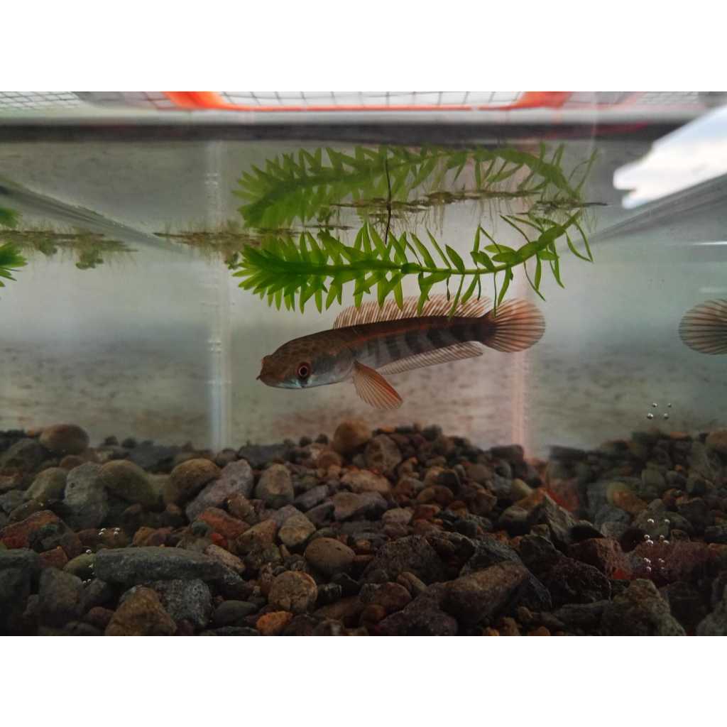 Channa Red Barito 9-10 cm