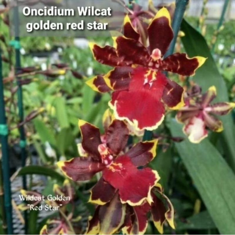 PAKET 4 ANGGREK ONCIDIUM DEWASA SIAP BERBUNGA - BUNGA ANGGREK ONCIDIUM DEWASA