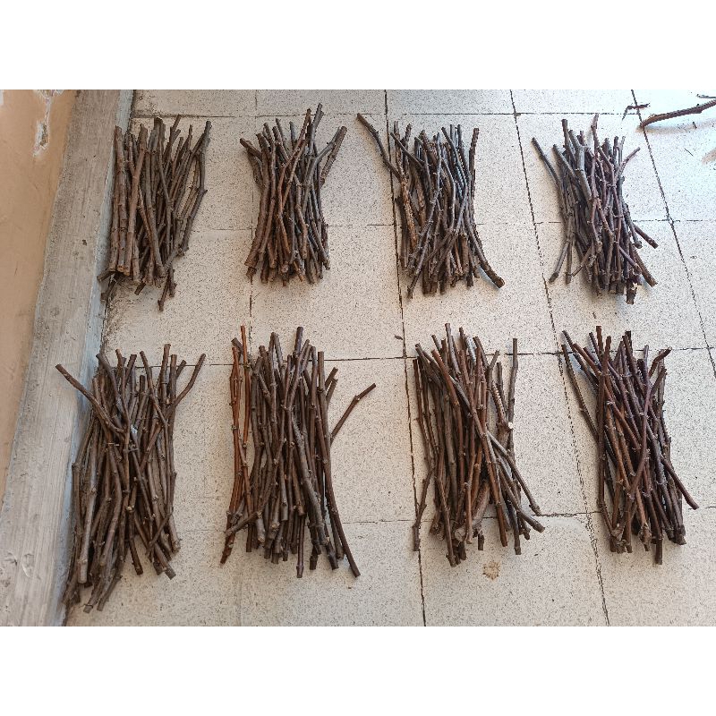 Dobrinya Rs rootstock import anggur cutting cuting