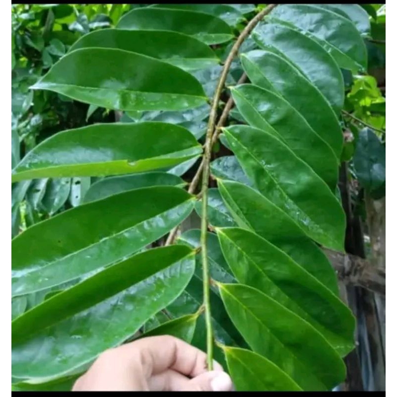 

daun sirsak segar pencegah kanker