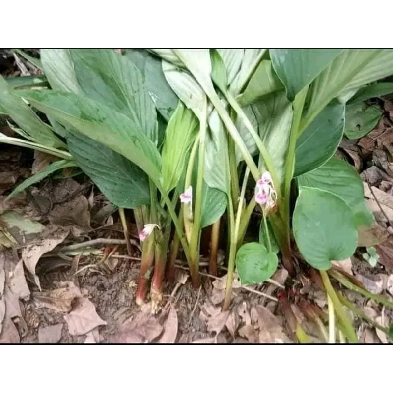 

temu kunci segar 200 gram