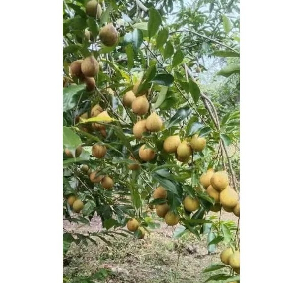 

buah pala segar glotokan 1kg