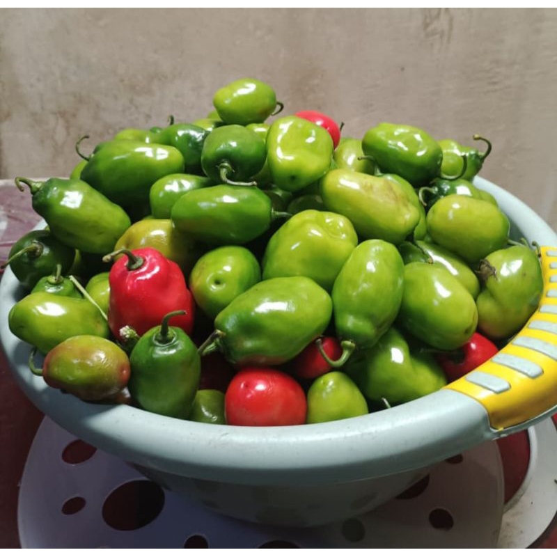 

ORGANIK Cabai Gendot Khas Dieng 1 kg