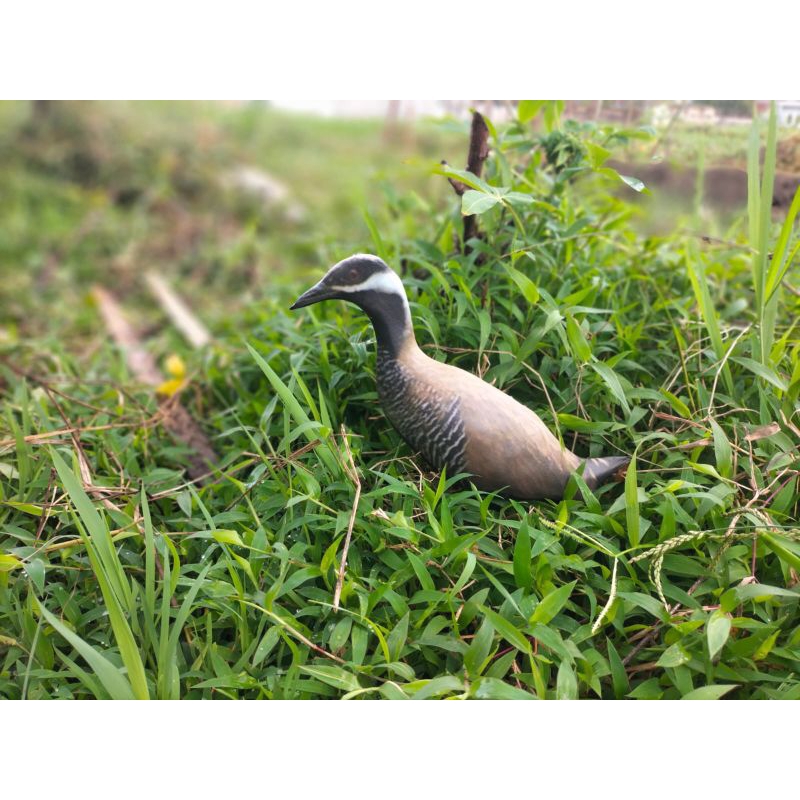 PATUNG JONTROT BURUNG SINTAR WERIS ZEBRA MIRIP ASLI - JONTROT BURUNG SINTAR WERIS ZEBRA DIJAMIN AMPU