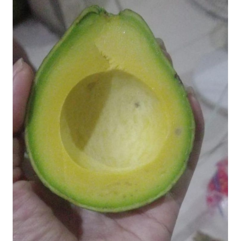 

Alpukat memtega besar