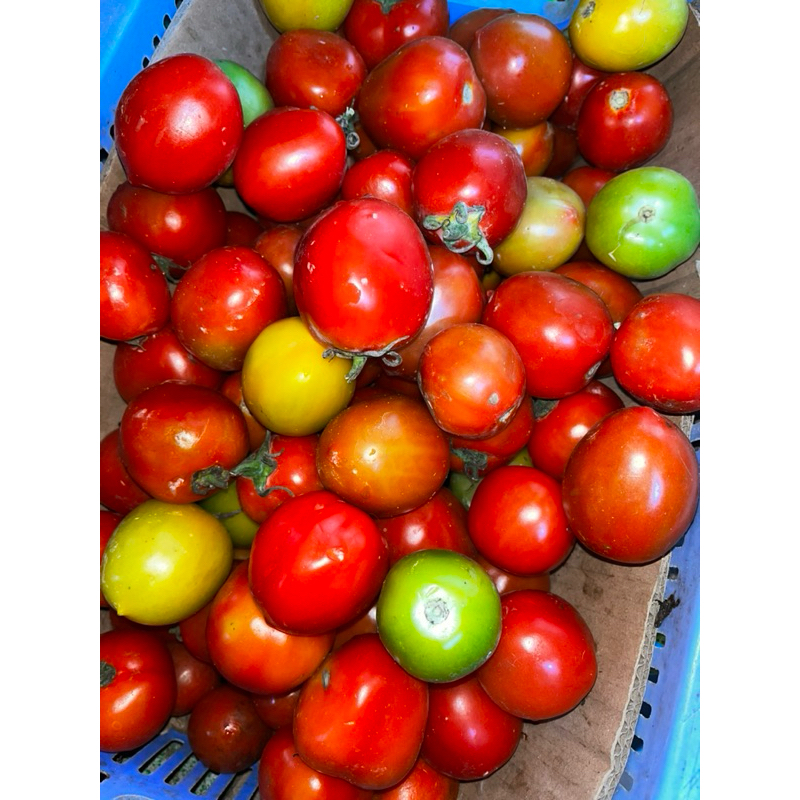 

Tomat | Tomat segar | tomat Fresh | tomat lokal