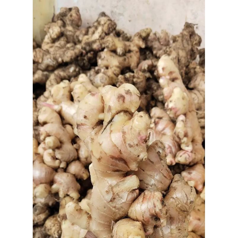 

Jahe gajah fresh 250 gram/ Jahe gajah organik
