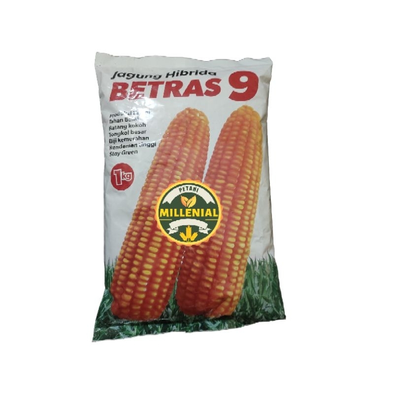 BENIH JAGUNG BETRAS 9 - BIBIT JAGUNG TAHAN BULAI
