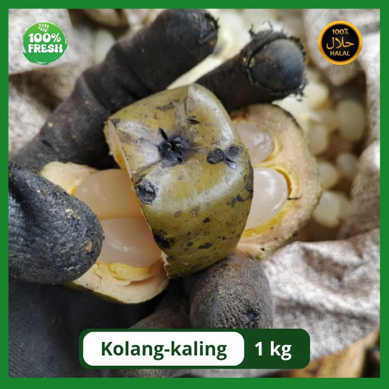 

kolang Kaling pres segar 1kg olahan sendiri/hasil panen sendiri