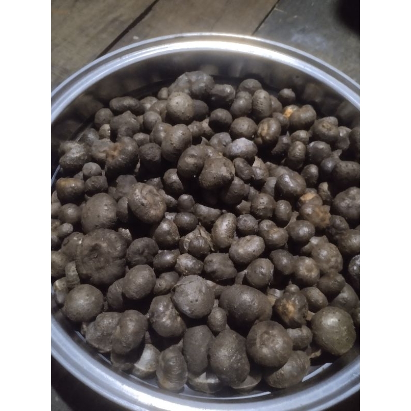 BIBIT KATAK PORANG SUPER 1KG