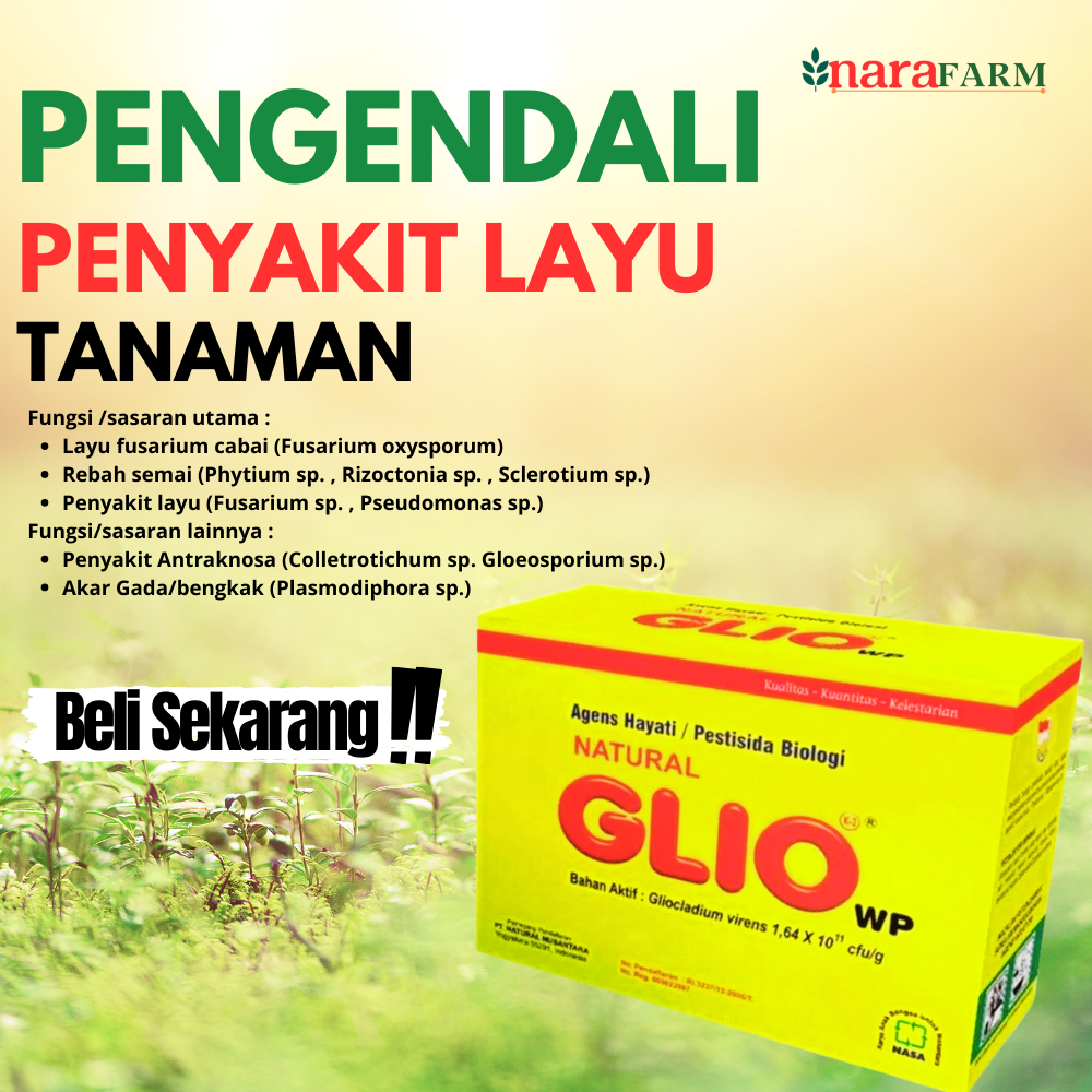 Obat fusarium pada cabe,Pestisida layu fusarium,obat jamur fusarium tanaman,Obat fusarium pisang