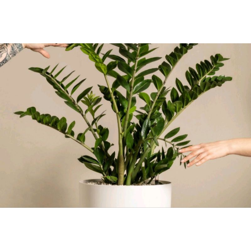 Tanaman Hias Zamia Dollar - Pohon Dolar Hidup -Tanaman Hidup Zamia Dolar Hijau Pohon Dolar Asli