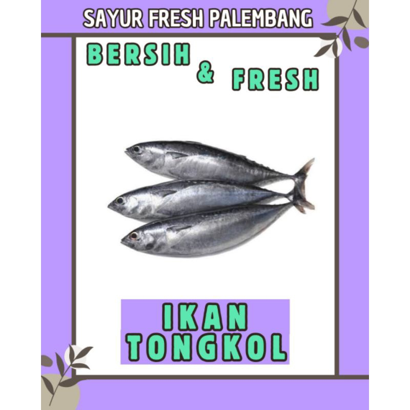 

IKAN TONGKOL FRESH & BERSIH - PALEMBANG