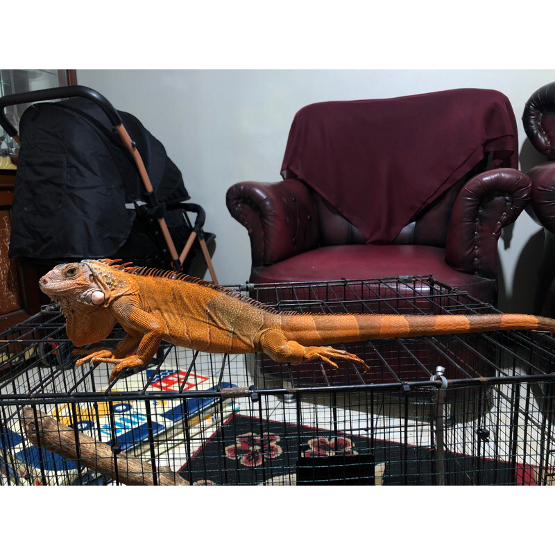 IGUANA RED CLOIM