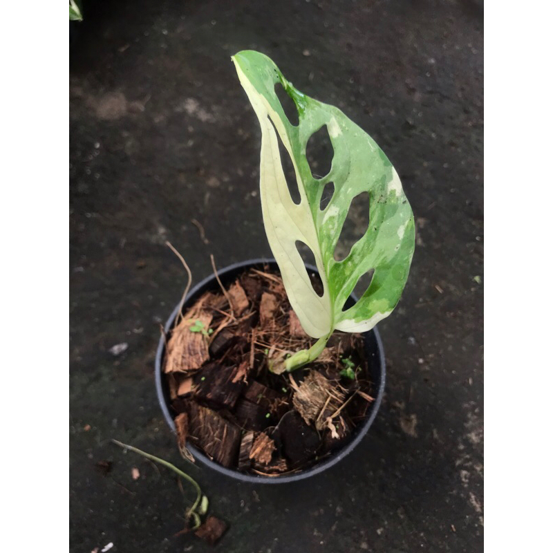 adansoni acuminata varigata