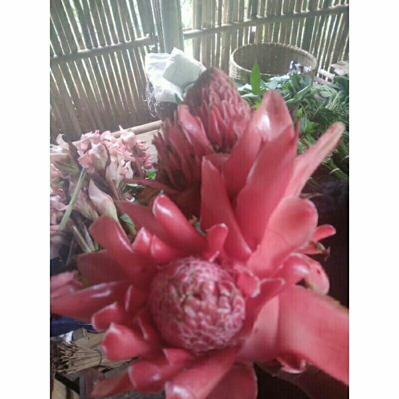 

kembang kecomrang merah buat masak harga murah per 3 kembang