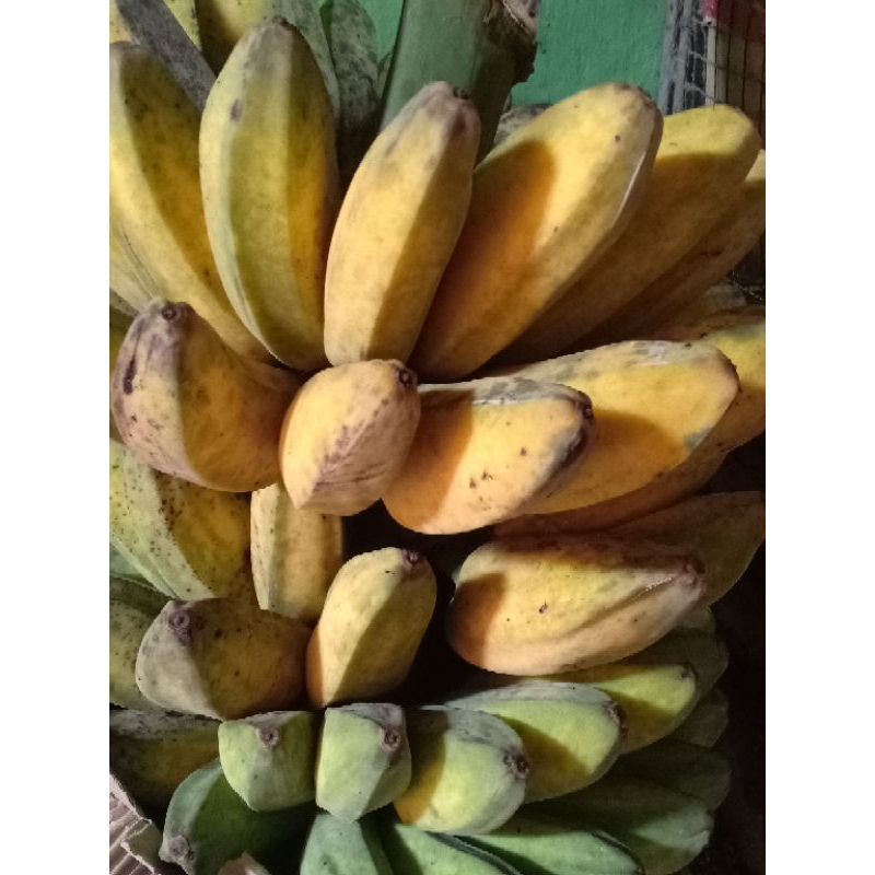 

Pisang Kepok Jumbo 1kg