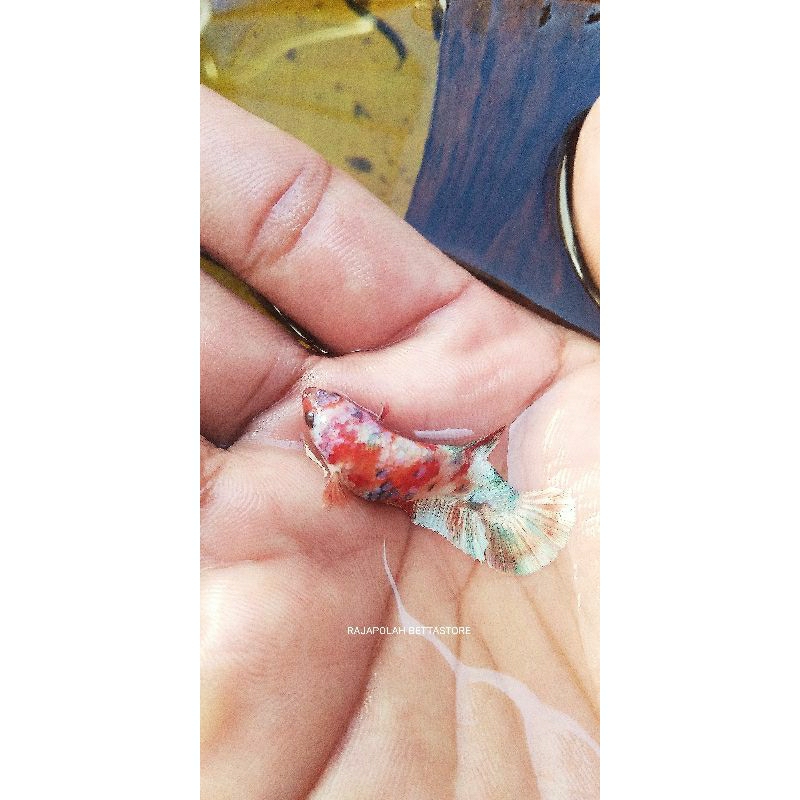 CUPANG PLAKAT ORANGE BARONGSAI MULTICOLOUR HIASAN AQUARIUM HIASAN SOLITER