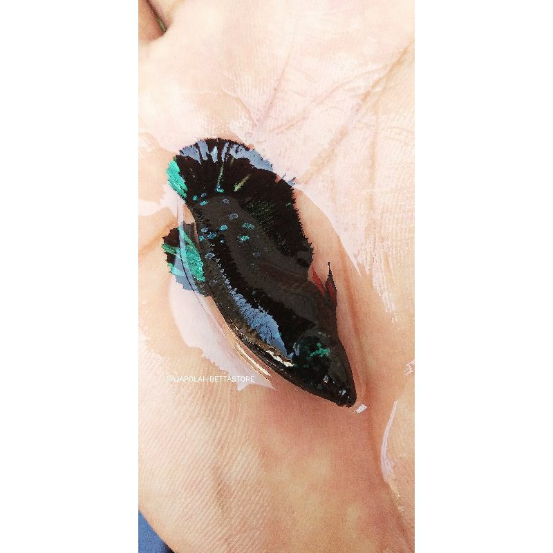 CUPANG PLAKAT AVATAR GORDON GREEN HIASAN AQUARIUM HIASAN SOLITER