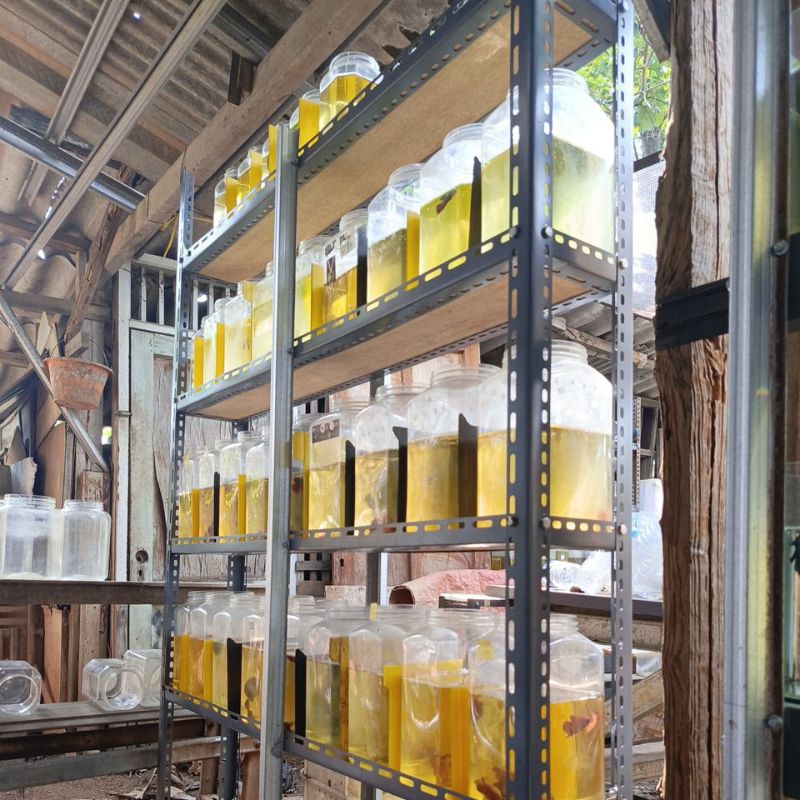 rak cupang full besi bolong