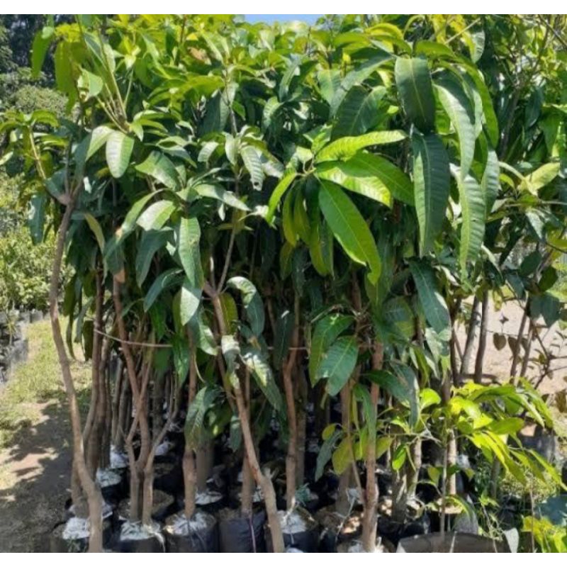 Tanaman buah mangga harum manis, hasil cangkokan