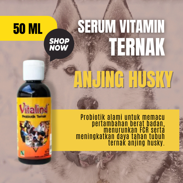 Vitamin untuk hewan anjing husky vitamin anjing  vitamin anjing gemuk dan cepat  vitamin anjing peng