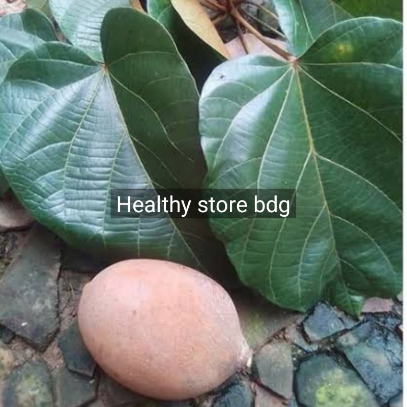 

Daun kluwek - Daun kluwek atau daun kepayang segar 250 gram