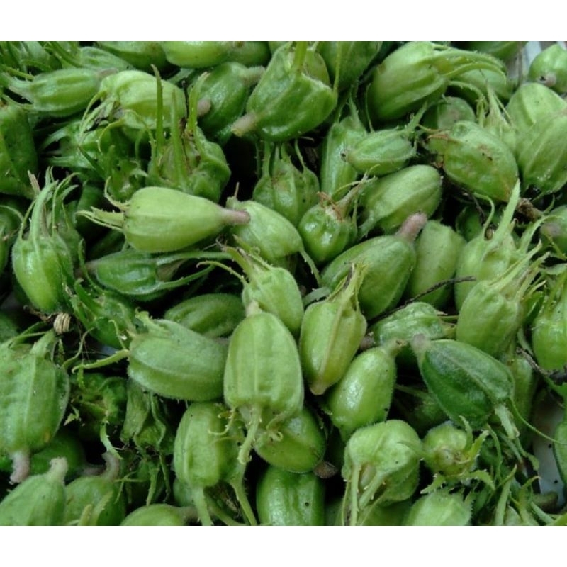 

Buah kitolod segar petik langsung 100 biji-az