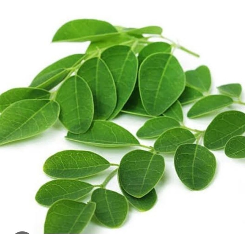 

Daun kelor segar petik langsung 50 tangkai organik-az