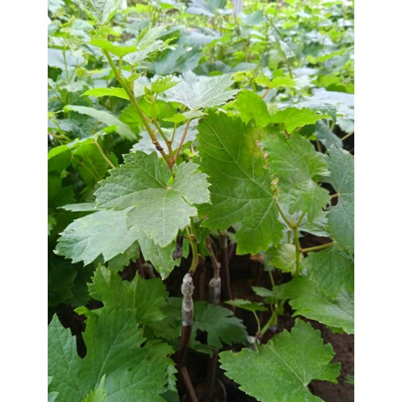 bibit anggur lokal,ninel, Jupiter