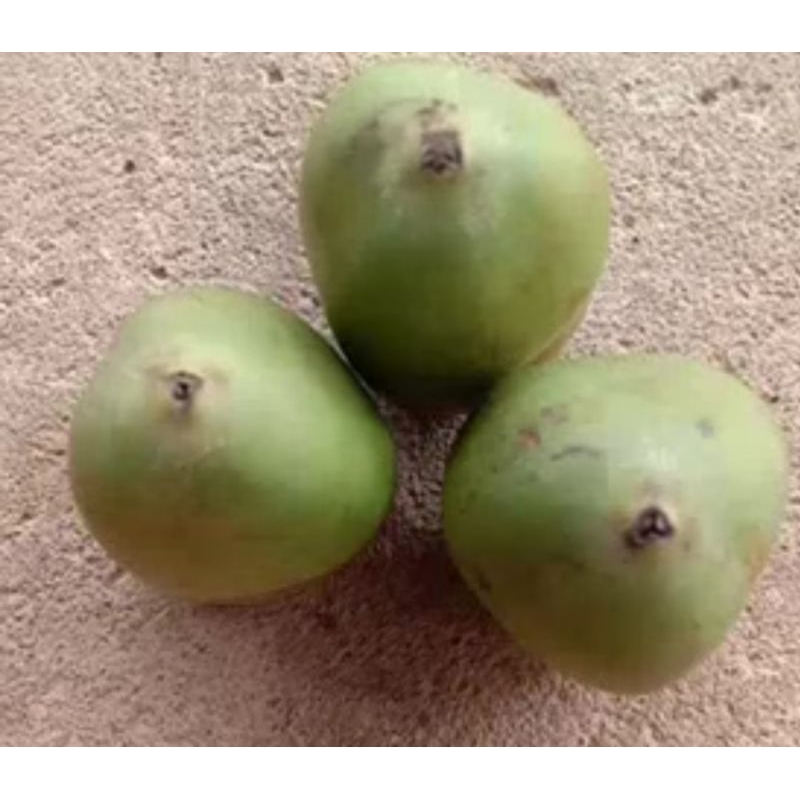 

TEMBULUK_BELULUK 3 PCS #KELAPA CENGKIR SEGAR