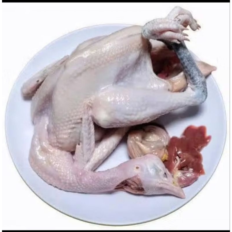 

ayam kampung asli