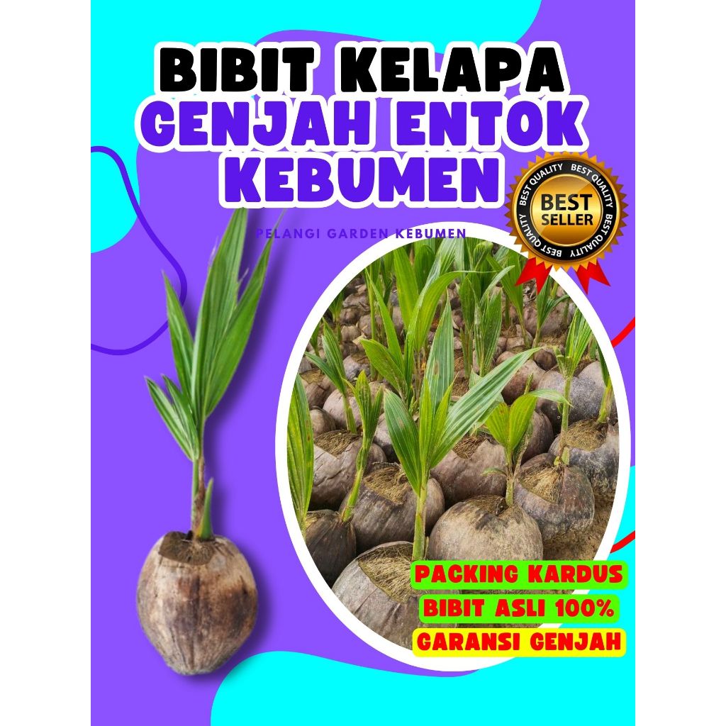 TERBAIK.. Pohon Kelapa Hijau Hibrida, Pohon Kelapa Ijo Asli, Pohon Kelapa Ijo Pendek