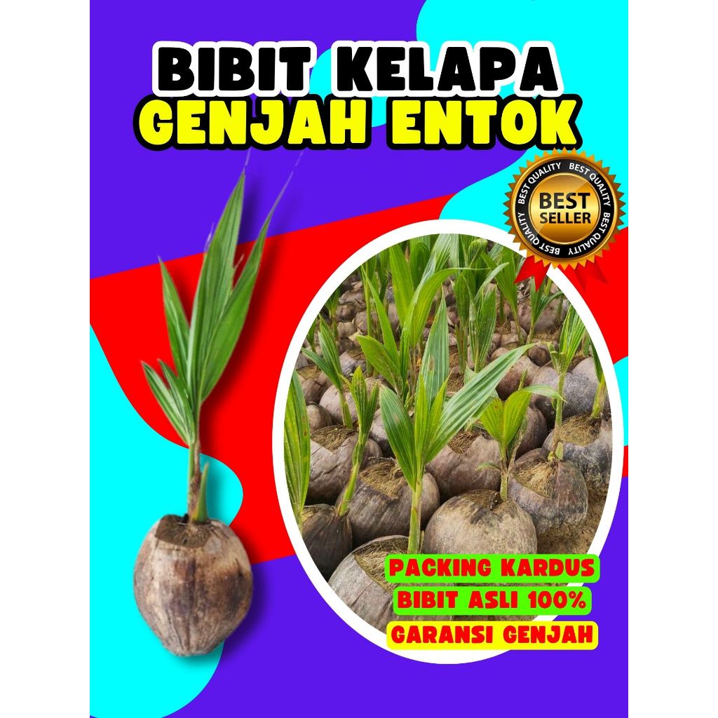 TERLARIS.. Pohon Kelapa Kopyor, Pohon Kelapa Kopyor Genjah, Pohon Kelapa Kuning Pendek