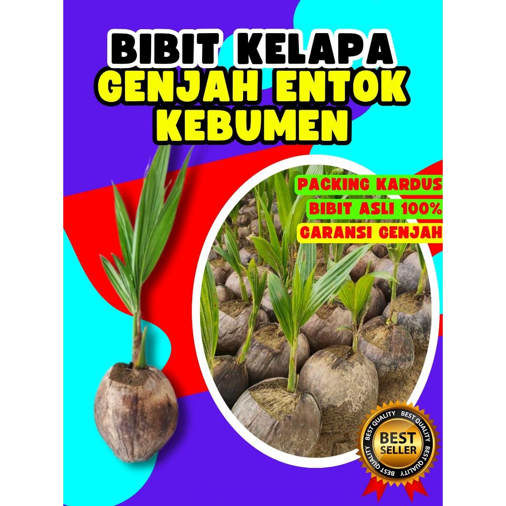 LANGSUNG PETANI.. Pohon Kelapa Kuning Pendek, Pohon Kelapa Kampung, Pohon Kelapa Kembar
