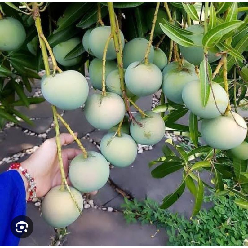 

MANGGA APEL SUPER MANIS