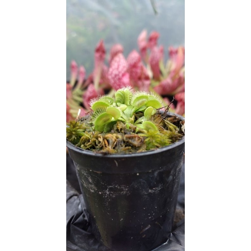 venus flytrap DCXL