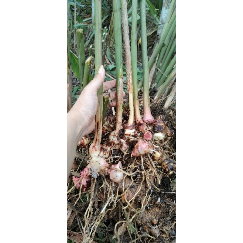 

Lengkuas JUMBO/Laos segar fresh 1 kg. Petik dari kebun