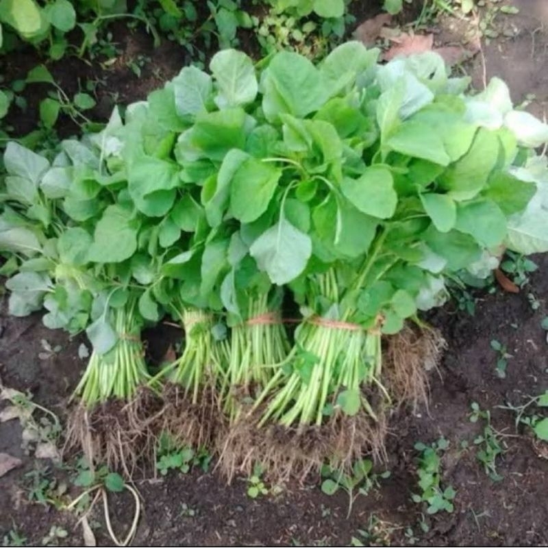 

sayur bayam / sayur segar / sayur bayem