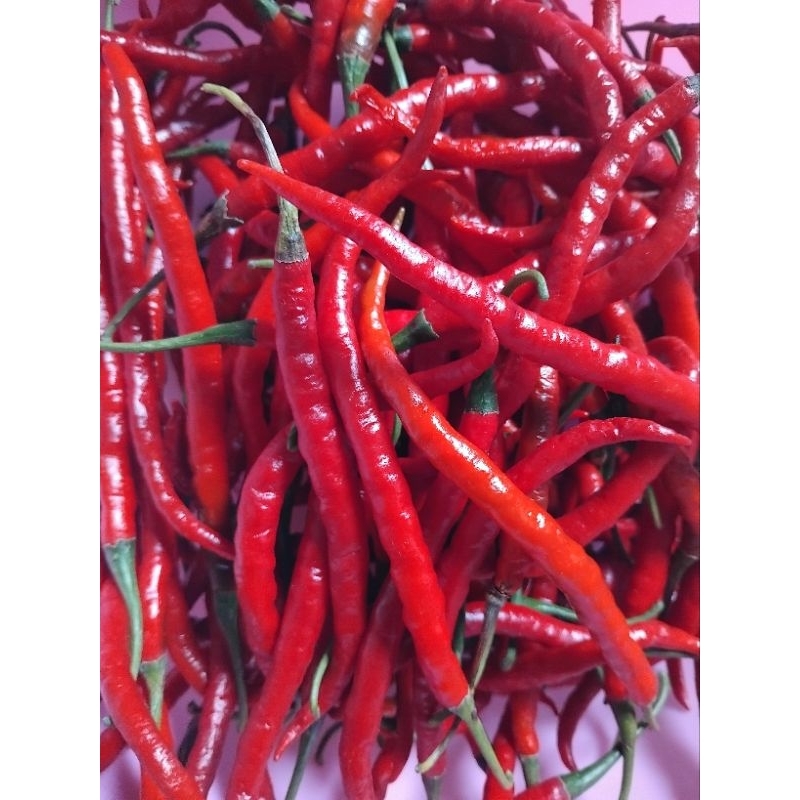 

cabe merak kriting Cmk